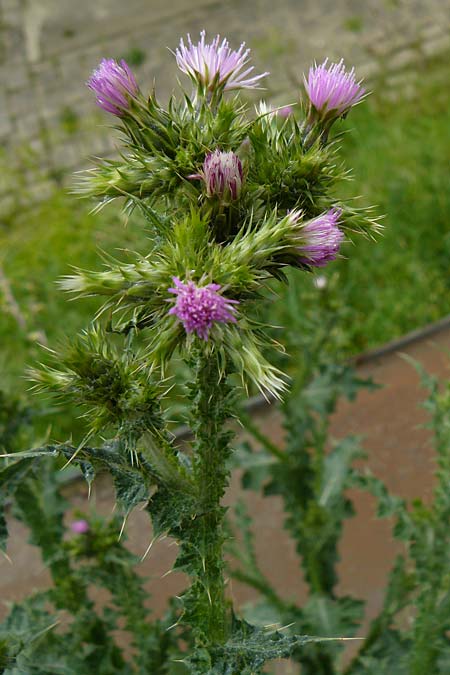 Carduus pycnocephalus \ Knuelkpfige Distel / Plymouth Thistle, D Mannheim 4.5.2024