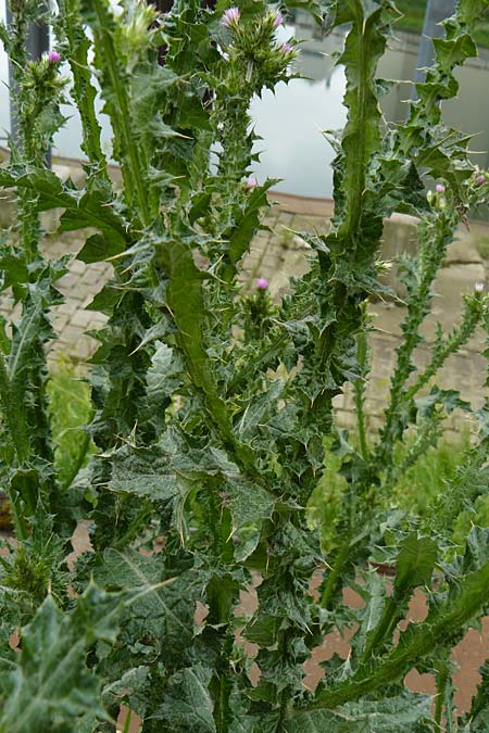 Carduus pycnocephalus \ Knuelkpfige Distel / Plymouth Thistle, D Mannheim 4.5.2024
