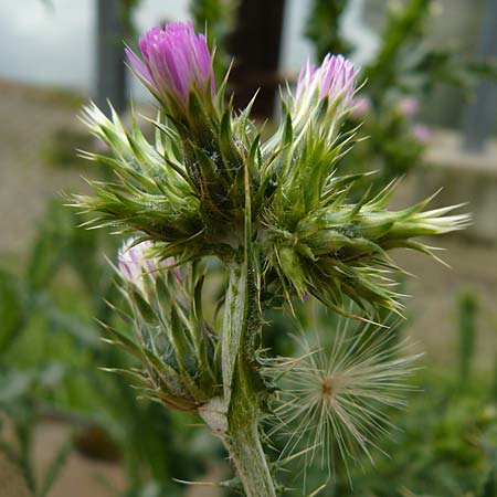 Carduus pycnocephalus \ Knuelkpfige Distel / Plymouth Thistle, D Mannheim 4.5.2024