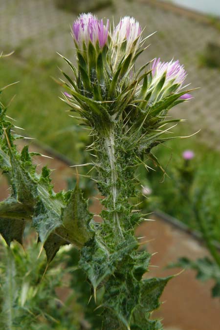 Carduus pycnocephalus \ Knuelkpfige Distel / Plymouth Thistle, D Mannheim 4.5.2024