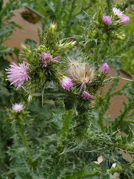 Carduus pycnocephalus \ Knuelkpfige Distel / Plymouth Thistle, D Mannheim 4.5.2024