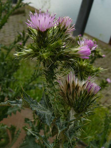 Carduus pycnocephalus \ Knuelkpfige Distel / Plymouth Thistle, D Mannheim 4.5.2024