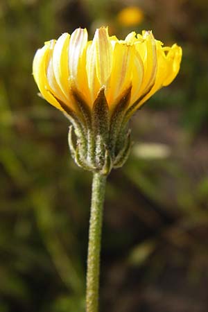 Crepis taraxicifolia / Beaked Hawk's-Beard, D Östringen-Eichelberg 5.5.2015