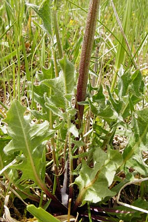 Crepis taraxicifolia / Beaked Hawk's-Beard, D Gerolzhofen-Sulzheim 9.5.2015