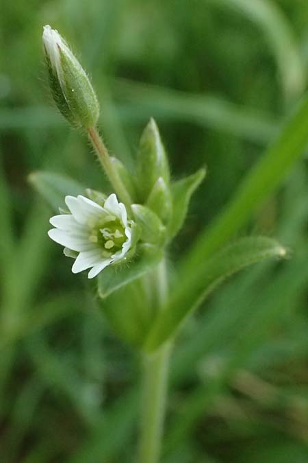 Cerastium tenoreanum \ Tenores Hornkraut / Tenore's Mouse-Ear, D Königsbach-Stein 23.4.2025