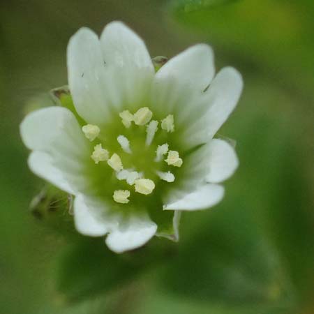 Cerastium tenoreanum \ Tenores Hornkraut / Tenore's Mouse-Ear, D Königsbach-Stein 23.4.2025