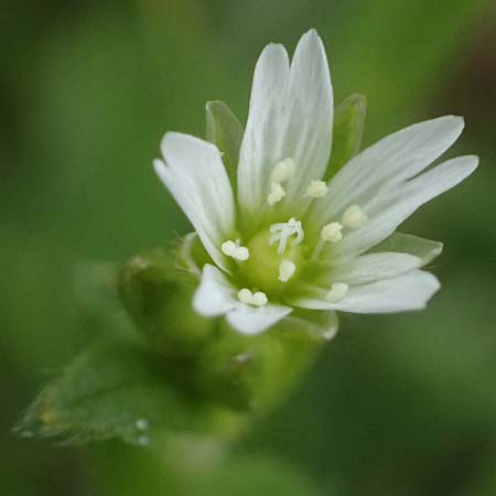 Cerastium tenoreanum \ Tenores Hornkraut / Tenore's Mouse-Ear, D Königsbach-Stein 23.4.2025