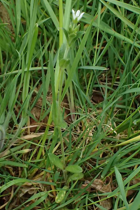 Cerastium tenoreanum \ Tenores Hornkraut / Tenore's Mouse-Ear, D Königsbach-Stein 23.4.2025