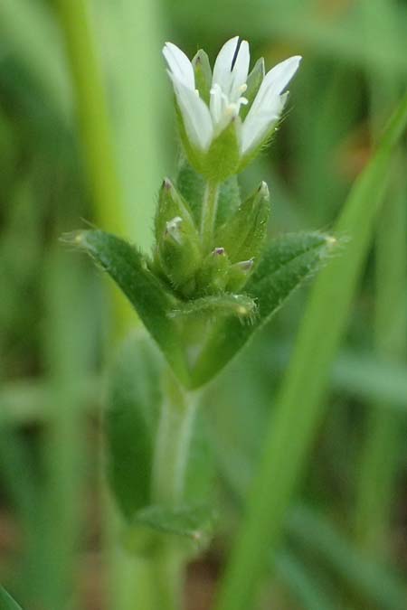 Cerastium tenoreanum \ Tenores Hornkraut / Tenore's Mouse-Ear, D Königsbach-Stein 23.4.2025