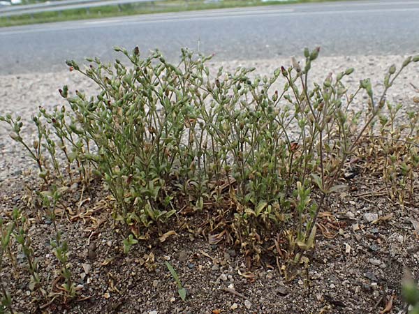 Cerastium subtetrandrum \ Viermnniges Hornkraut / Tetramerous Mouse-Ear, D Erlangen 8.5.2025