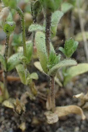 Cerastium subtetrandrum \ Viermnniges Hornkraut / Tetramerous Mouse-Ear, D Erlangen 8.5.2025