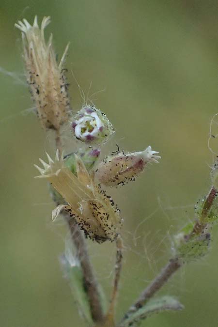 Cerastium subtetrandrum \ Viermnniges Hornkraut / Tetramerous Mouse-Ear, D Erlangen 8.5.2025