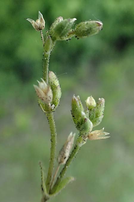 Cerastium subtetrandrum \ Viermnniges Hornkraut / Tetramerous Mouse-Ear, D Erlangen 8.5.2025