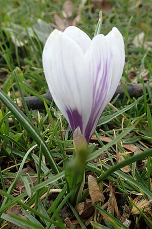 Crocus tommasinianus x vernus / Hybrid Crocus, D Ludwigshafen 18.3.2021