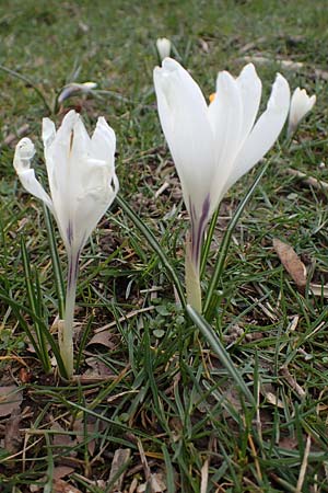 Crocus tommasinianus x vernus / Hybrid Crocus, D Ludwigshafen 18.3.2021