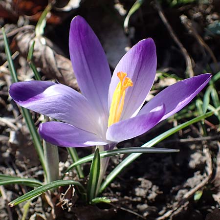 Crocus tommasinianus x vernus / Hybrid Crocus, D Ludwigshafen 14.2.2022