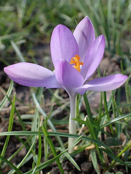 Crocus tommasinianus x vernus / Hybrid Crocus, D Ludwigshafen 14.2.2022