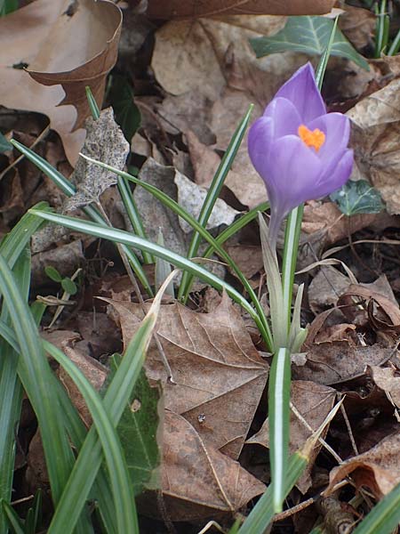 Crocus tommasinianus x vernus / Hybrid Crocus, D Ludwigshafen 14.2.2022