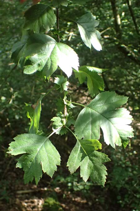Crataegus x macrocarpa \ Grofrchtiger Weidorn / Hybrid Hawthorn, D Bad König 20.7.2024