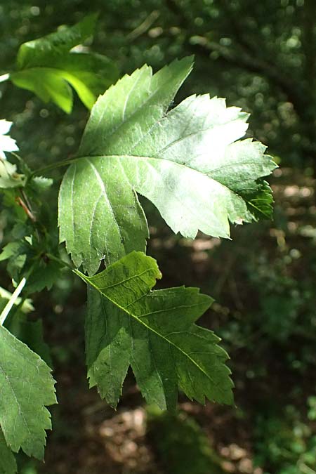 Crataegus x macrocarpa \ Grofrchtiger Weidorn / Hybrid Hawthorn, D Bad König 20.7.2024