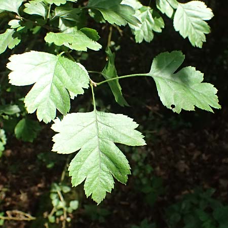 Crataegus x macrocarpa \ Grofrchtiger Weidorn / Hybrid Hawthorn, D Bad König 20.7.2024