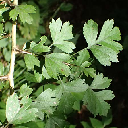 Crataegus x macrocarpa \ Grofrchtiger Weidorn / Hybrid Hawthorn, D Bad König 20.7.2024