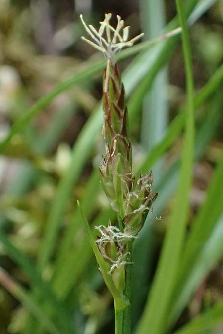 Carex pilulifera \ Pillen-Segge / Pill Sedge, D Regen 8.5.2025