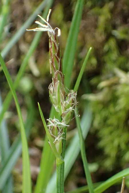 Carex pilulifera \ Pillen-Segge / Pill Sedge, D Regen 8.5.2025