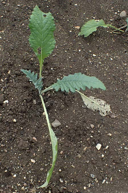 Cynara cardunculus var. scolymus \ Artischocke, D Botan. Gar.  Universit.  Ulm 26.5.2025