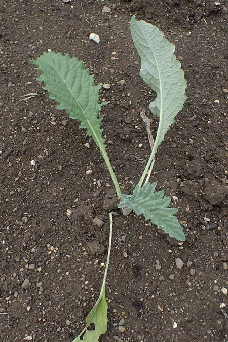 Cynara cardunculus var. scolymus \ Artischocke, D Botan. Gar.  Universit.  Ulm 26.5.2025