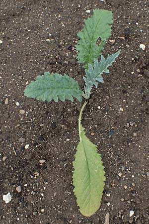 Cynara cardunculus var. scolymus \ Artischocke, D Botan. Gar.  Universit.  Ulm 26.5.2025