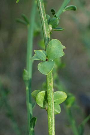 Cytisus scoparius \ Besen-Ginster, D Frankfurt Airport 19.7.2025