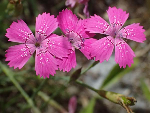 Dianthus deltoides \ Heide-Nelke, D Mannheim 6.6.2026