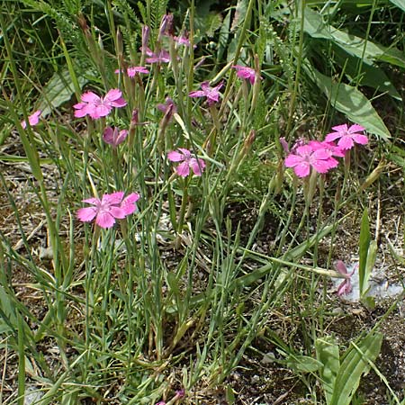 Dianthus deltoides \ Heide-Nelke, D Mannheim 6.6.2026