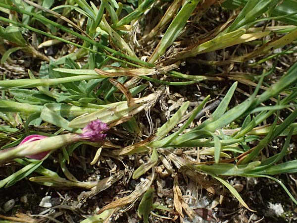 Dianthus deltoides \ Heide-Nelke, D Mannheim 6.6.2026