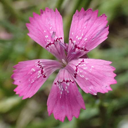 Dianthus deltoides \ Heide-Nelke, D Mannheim 6.6.2026