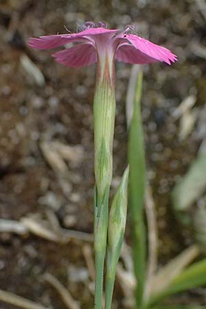 Dianthus deltoides \ Heide-Nelke, D Mannheim 6.6.2026