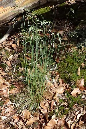 Deschampsia flexuosa \ Draht-Schmiele / Wavy Hair Grass, D Zwingenberg an der Bergstraße 4.5.2025