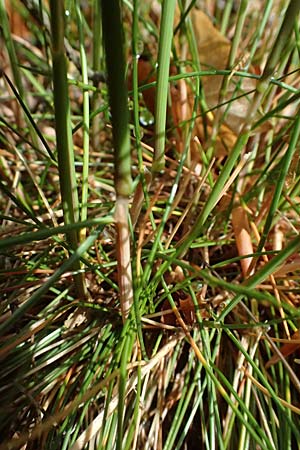 Deschampsia flexuosa \ Draht-Schmiele / Wavy Hair Grass, D Zwingenberg an der Bergstraße 4.5.2025