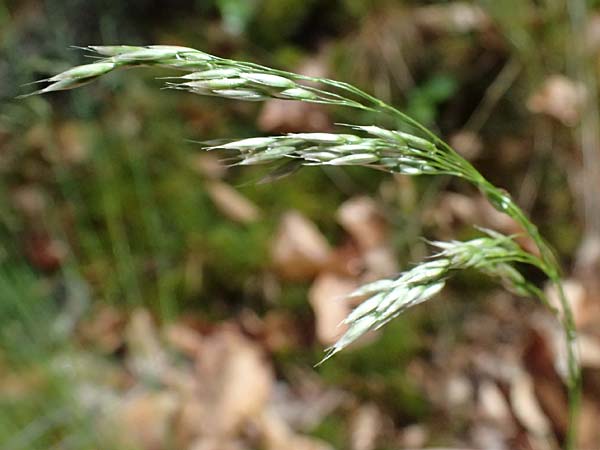 Deschampsia flexuosa \ Draht-Schmiele / Wavy Hair Grass, D Zwingenberg an der Bergstraße 4.5.2025