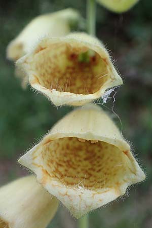 Digitalis grandiflora \ Grobltiger Fingerhut / Yellow Foxgloves, D Odenwald, Trösel 16.6.2017