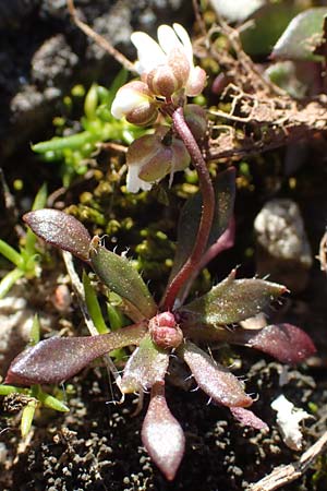 Draba glabrescens \ Kahles Hungerblmchen / Glabrous Whitlowgrass, D Mannheim-Neckarau 7.3.2022