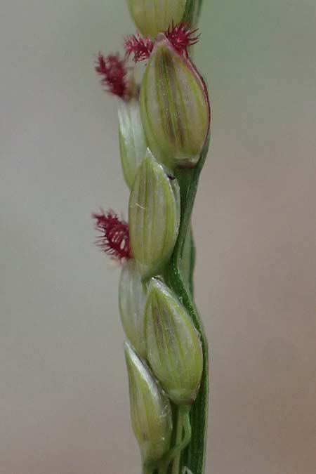 Digitaria ischaemum \ Kahle Fingerhirse / Smooth Finger-Grass, D Heidelberg 29.8.2026