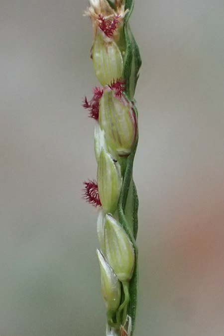 Digitaria ischaemum \ Kahle Fingerhirse / Smooth Finger-Grass, D Heidelberg 29.8.2026