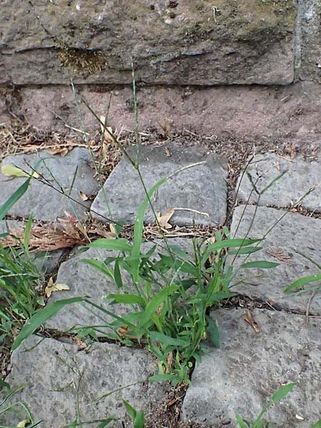 Digitaria ischaemum \ Kahle Fingerhirse / Smooth Finger-Grass, D Heidelberg 5.9.2026
