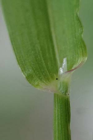 Digitaria ischaemum \ Kahle Fingerhirse / Smooth Finger-Grass, D Heidelberg 5.9.2026
