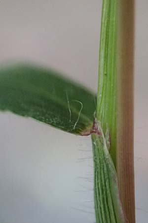 Digitaria ischaemum \ Kahle Fingerhirse / Smooth Finger-Grass, D Heidelberg 5.9.2026