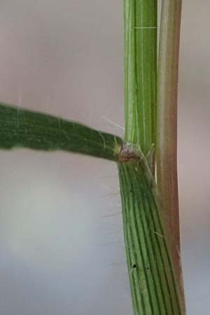 Digitaria ischaemum \ Kahle Fingerhirse / Smooth Finger-Grass, D Heidelberg 5.9.2026