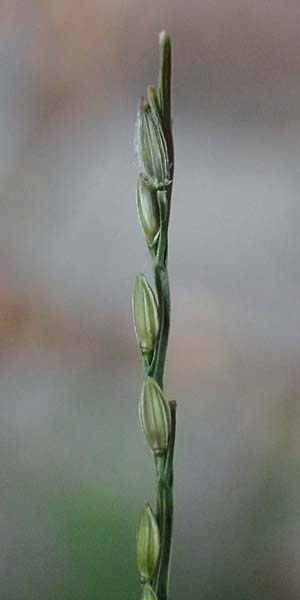Digitaria ischaemum \ Kahle Fingerhirse / Smooth Finger-Grass, D Heidelberg 5.9.2026