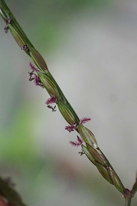 Digitaria ischaemum \ Kahle Fingerhirse / Smooth Finger-Grass, D Heidelberg 5.9.2026